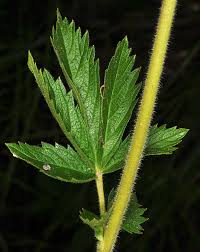 Image result for Drypetes arguta