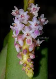 Image result for Aidia micrantha