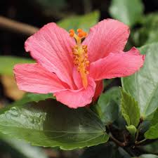 Image result for Hibiscus noldeae
