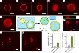 When a plasmolysed cell is placed in water, the concentration of water in the outside medium is more than the concentration in the cell. Primary Cell Wall Inspired Micro Containers As A Step Towards A Synthetic Plant Cell Nature Communications