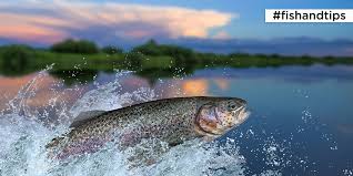 (equit.) di cavallo, procedere con andatura intermedia tra il passo e il galoppo ▶◀ andare al trotto (o di trotto). Le Tecniche Di Pesca Alla Trota