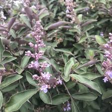 Image result for Vitex trifolia