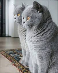 Sabonhomeblog British Shorthair Sevimli Kedi Yavrulari Kediler Ve Yavrulari Sevimli Kediler