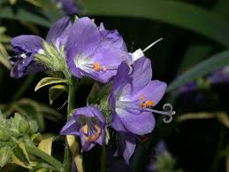 Image result for Polemoniaceae