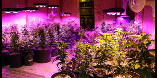Maybe you would like to learn more about one of these? The 12 Best Led Grow Lights Of 2021 2022 Best Wiki