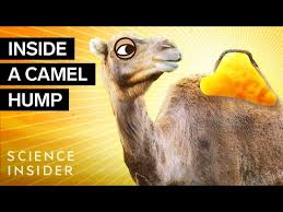 The hump is not used for water storage, but camels can go for long periods of time without. Why Do Camels Have Humps Plants And Animals