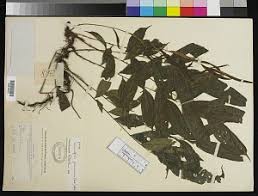 Image result for Lomariopsis guineensis