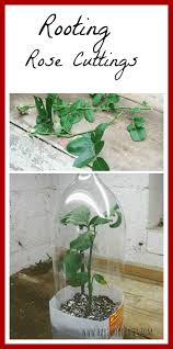 Image result for cuttings of roses