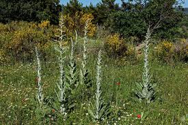 Image result for Verbascum scrophulariifolium