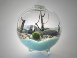 Terrarium Kit Marimo Moss Ball Terrarium In A Small Footed Container Diy Terrarium Gift Marimo Moss Ball Terrarium Marimo Terrarium Marimo