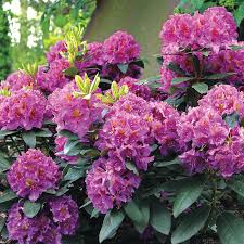 Purple Dandy Man Rhododendron Purple Shrubs Shade Perennials Garden Shrubs