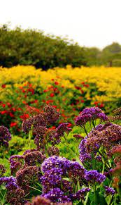 Flowers of the field song. Wild Flowers Israel Holy Land Israel Wild Flowers Flower Field
