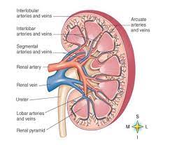 Put simply, they are supplied and drained by the branches of three primary vessels: Renal Blood Vessels Labeled Anatomy Of The Human Kidney Cut To Show Internal Structures Arteries Download Scientific Diagram Identification Of Blood Vessels As Arteries Capillaries Or Veins From The