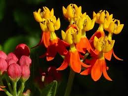 Image result for Asclepias adscendens