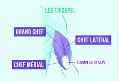 Muscler ses triceps : les exercices à connaître