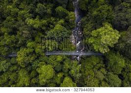 Here is our guests' top hotel in the area: Tree Top Walk Sungai Sedim Image Stock Photo 327944053
