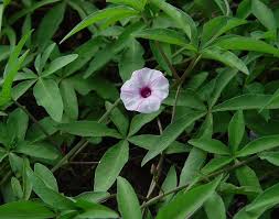 Image result for Ipomoea wightii