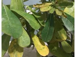 It isn't normal for rose bushes to lose their upper leaves because those leaves are newer and still of some use to the plant. My First Desert Rose Yellowing Leaves Help