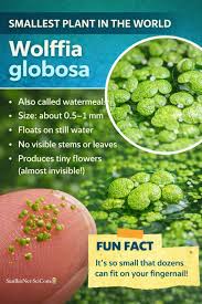 Image result for Wolffia globosa