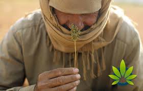 Allah has made things halal for his servants, which is not permissible to abandon, and forbids some things. Examining The Medical Marijuana And Cbd Oil Use In Muslim Culture