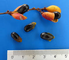 Image result for Connaraceae