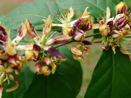 Image result for Pentadiplandra brazzeana