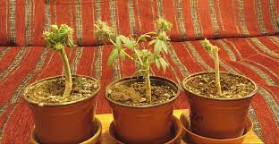 We did not find results for: Autoflower Pot Sizes Autoflowering Cannabis Blog