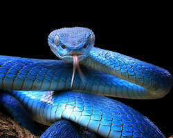 Image of Snake