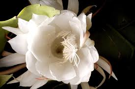 If you don't see the obituary or death record that you are looking for, use this form to search our entire database. One Night A Year This Cactus Flower May Surprise You The New York Times