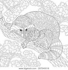 The original raccoon habitats are deciduous and mixed forests, but due to their adaptability, they have broadened their reach to mountainous areas, coastal marshes, and urban areas, where some landowners consider our pests. Coloring Page Raccoon Vector Photo Free Trial Bigstock