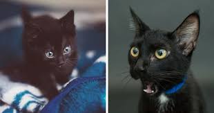 We are in los angeles. Seattle Animal Shelter Offers Free Black Cat Adoption This Black Friday Bored Panda