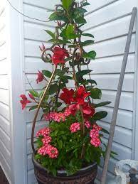 Under Planting Mandevilla Flower Trellis Container Gardening Garden Containers