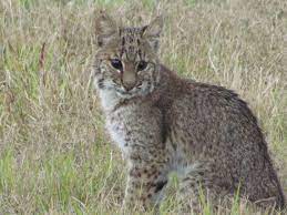 What To Do If You Find A Baby Bobcat Kitten