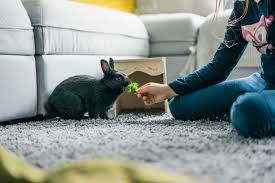 The first thing you need to understand is that through training, your dog will learn helpful commands, but at the same time you will also be developing a strong bond with your dog. How To Train A Rabbit To Do Tricks Lovetoknow