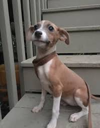 Find the perfect italian greyhound puppy for sale in florida, fl at puppyfind.com. Orlando Fl Italian Greyhound Meet Willow A Pet For Adoption