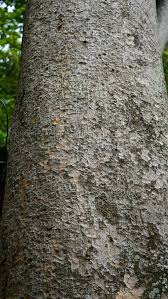 Image result for Khaya anthotheca