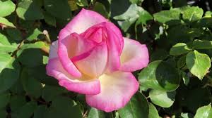 It has excellent disease resistance for the type and will make a good choice for use as a cut flower. Rose Princess De Monaco Youtube