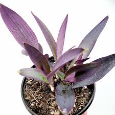 Image result for Tradescantia pallida