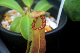 Image result for Polystachya songaniensis