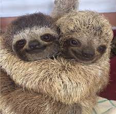 Pin By Xrhsto Toyna On Quotes And Cards Animal Hugs Cute Baby Sloths Cute Animals
