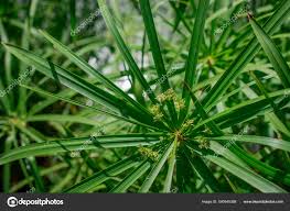 Image result for Cyperus rotundus