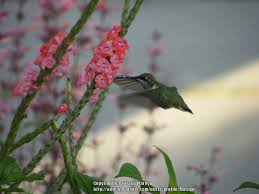 Image result for Stachytarpheta mutabilis