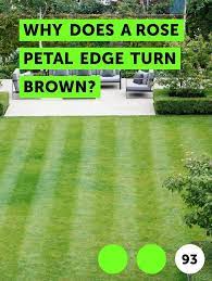 Learn Why Does A Rose Petal Edge Turn Brown How To Guides Tips And Tricks Rose Petals Plant Bud Rose Varieties