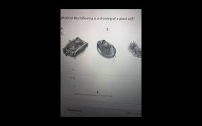 We did not find results for: Which Of The Following Is A Drawing Of A Plant Cell Chegg Com