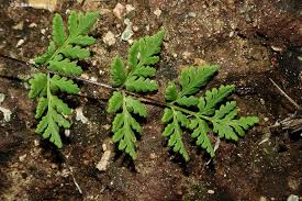 Image result for Cheilanthes
