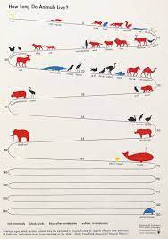 Chart Showing The Average Life Spans Of Animals Infographic Data Visualization Science