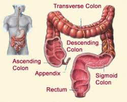 It starts at the caecum located in the right iliac fossa and ends at the rectum and anal canal. Anatomy Of Your Digestive System