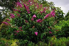Buddleia Royal Red Butterfly Bush Red Shrubs Butterfly Bush Plants