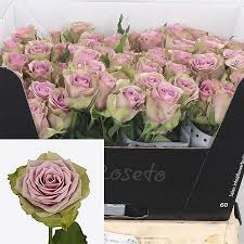 Our expert florists (all located in ireland) beautifully arrange flowers and gift baskets for any occasion. Rose Samantha S Bridal 40cm Wholesale Dutch Flowers Florist Supplies Uk