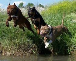 Handsome Pitbulls American Pitbull Terrier Best Dog Breeds Beautiful Dogs